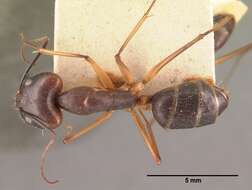Image of Camponotus dufouri Forel 1891