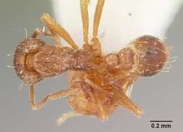 Image of Strumigenys ludovici