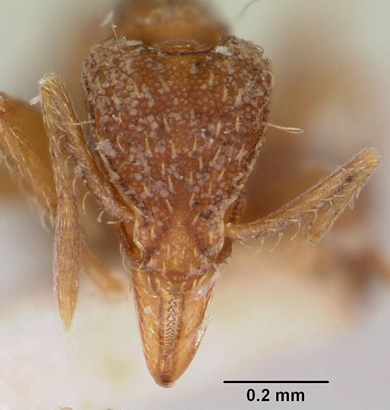 Image of Strumigenys ludovici