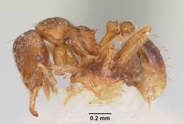 Image of Strumigenys ludovici