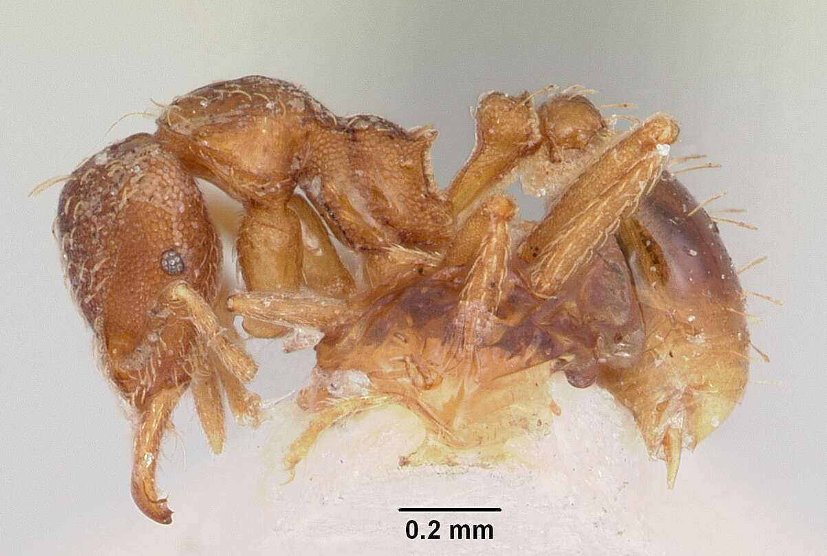 Image of Strumigenys ludovici