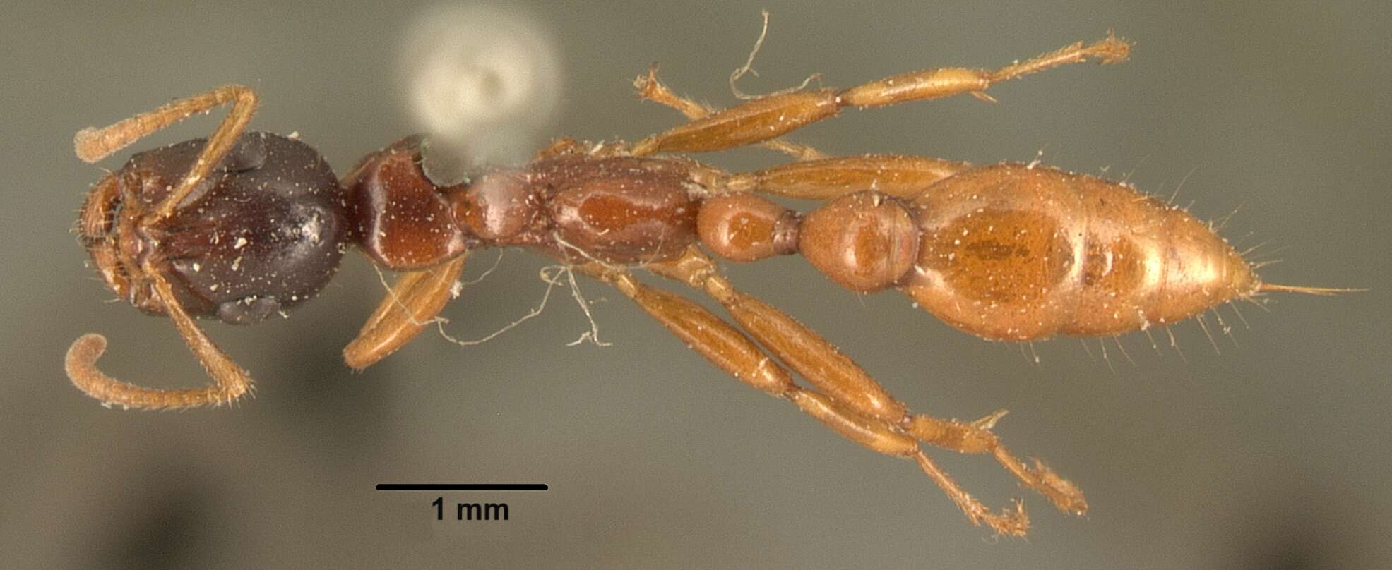 Image of Tetraponera grandidieri (Forel 1891)