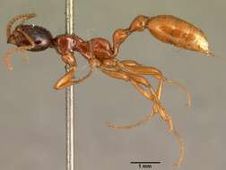 Image of Tetraponera grandidieri (Forel 1891)