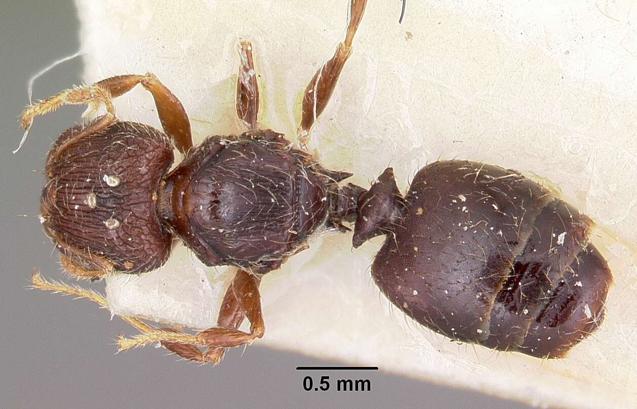 Image of Pheidole annemariae Forel 1918