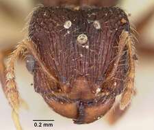 Image of Pheidole annemariae Forel 1918