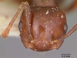 Image of Crematogaster hova Forel 1887