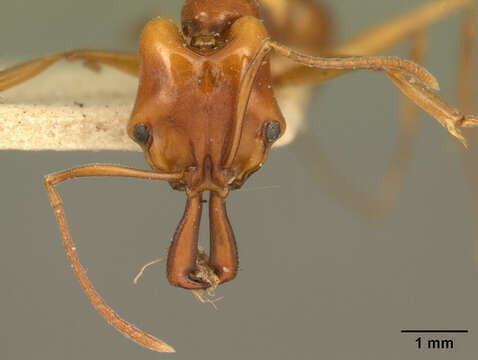 Image of Anochetus madagascarensis Forel 1887