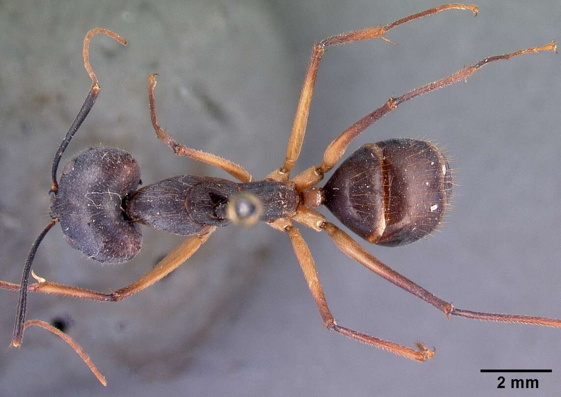 Image of Camponotus dufouri Forel 1891