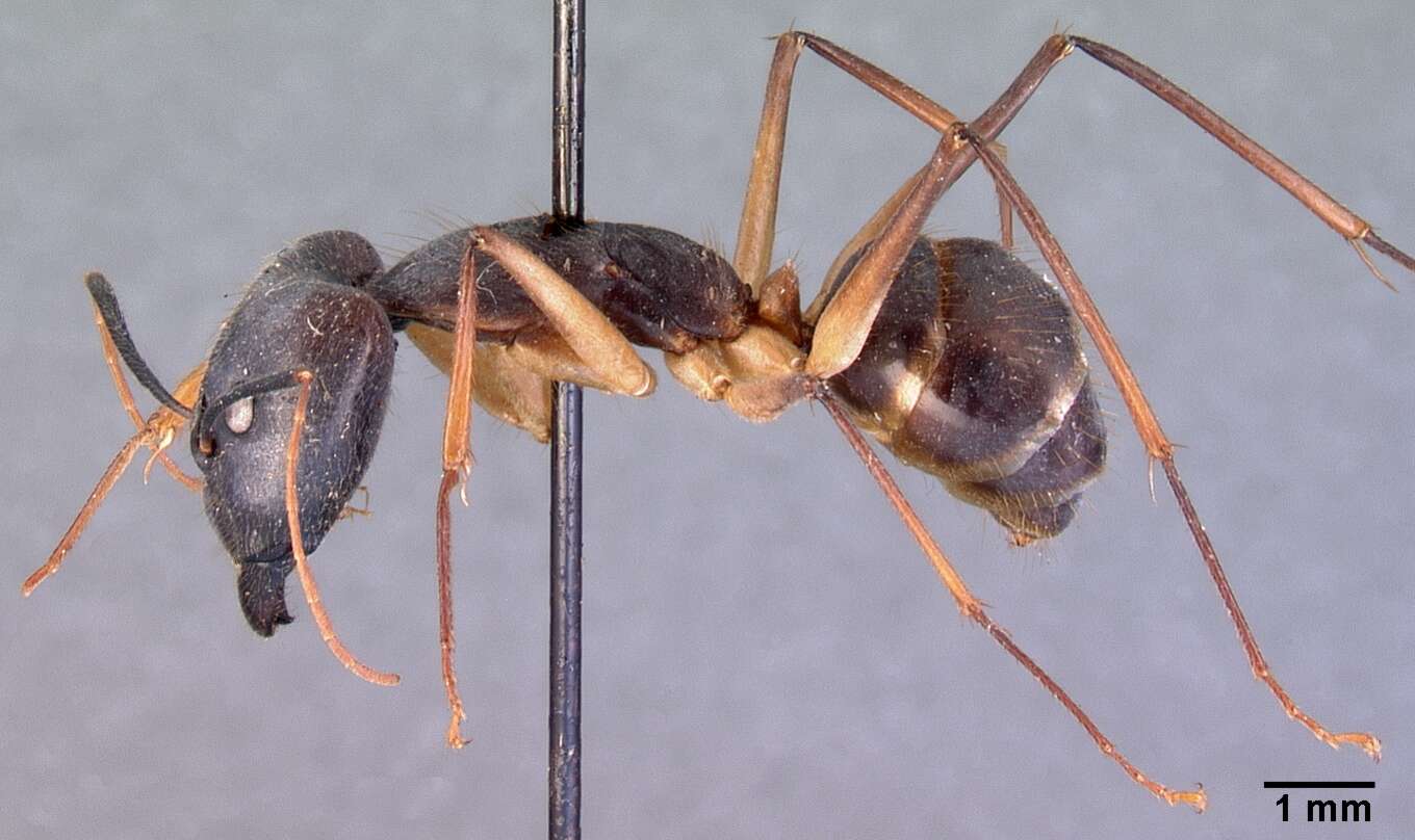 Image of Camponotus dufouri Forel 1891