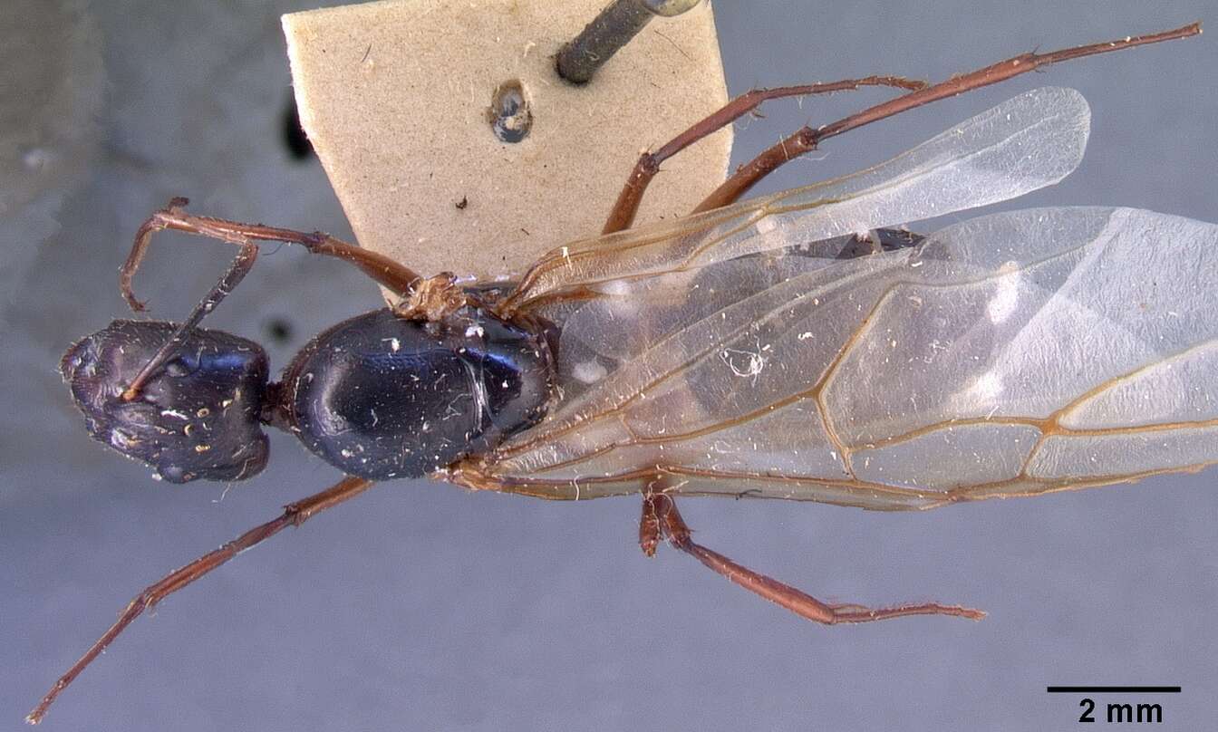 Image of Camponotus dufouri Forel 1891