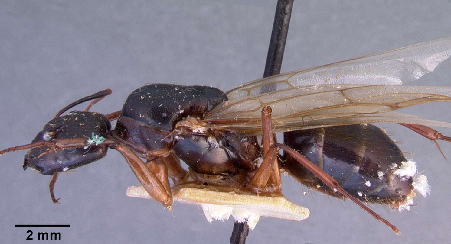 Image of Camponotus dufouri Forel 1891