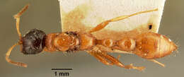 Image of Tetraponera grandidieri (Forel 1891)