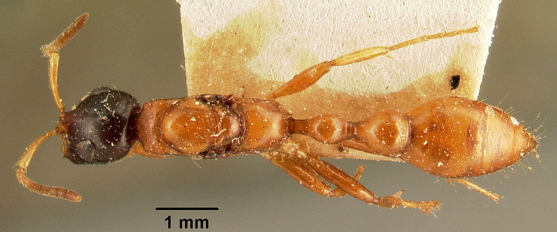 Image of Tetraponera grandidieri (Forel 1891)