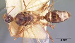 Image of Camponotus dufouri Forel 1891