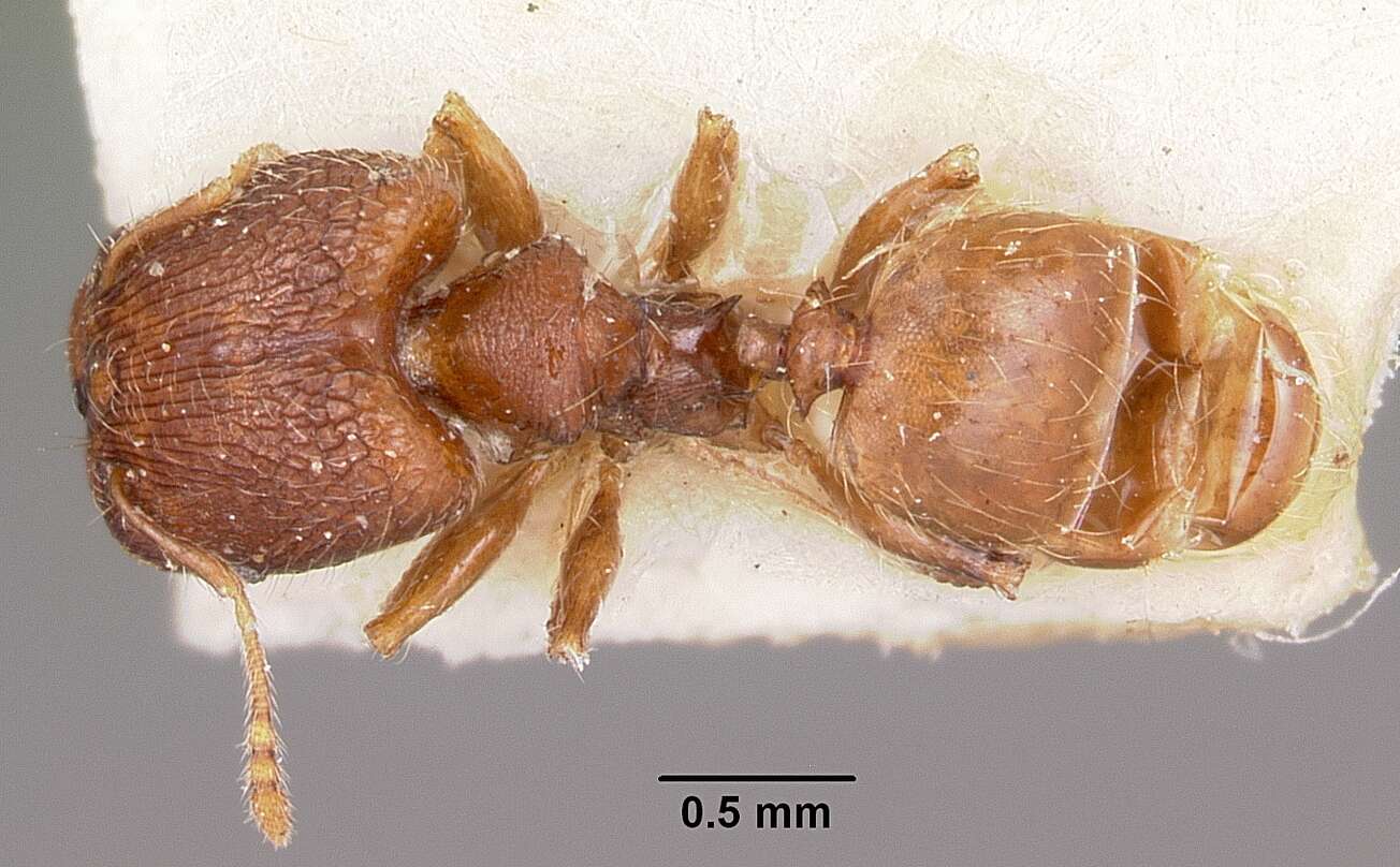 Image of Pheidole annemariae Forel 1918