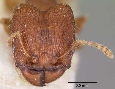 Image of Pheidole annemariae Forel 1918