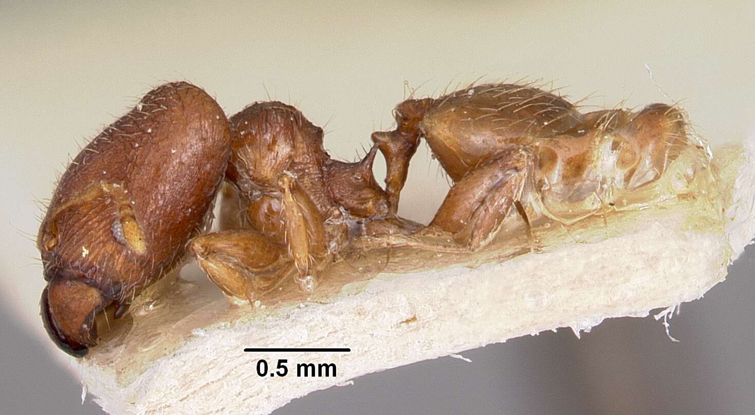 Image of Pheidole annemariae Forel 1918