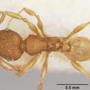 Image of Pheidole jonas Forel 1907