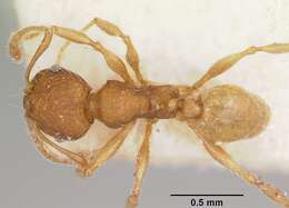 Image of Pheidole jonas Forel 1907