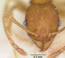 Image of Pheidole jonas Forel 1907