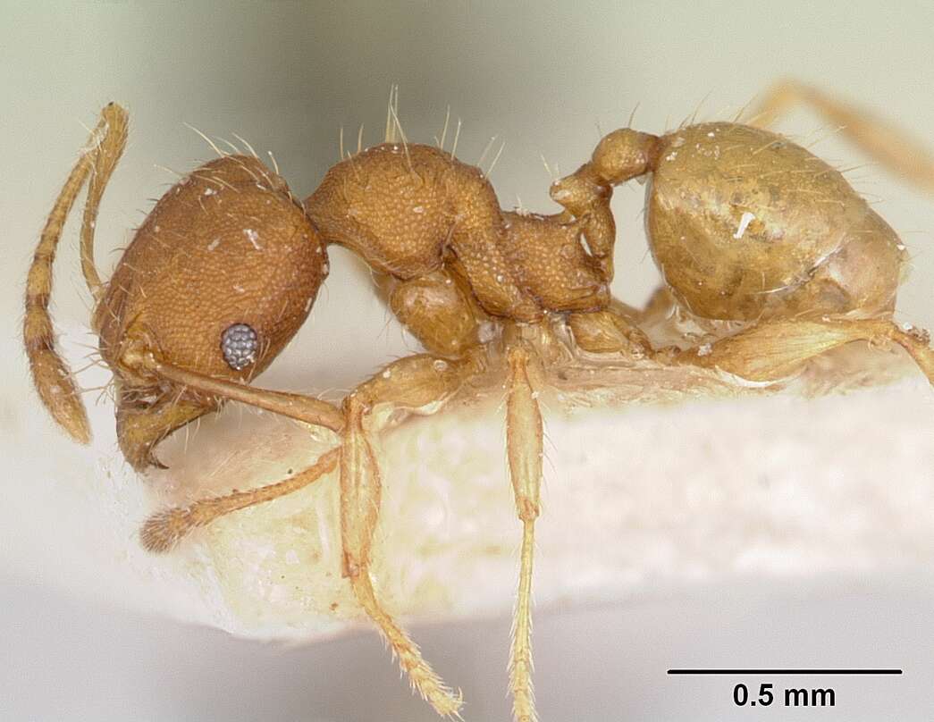 Image of Pheidole jonas Forel 1907