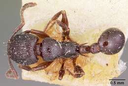 Image of Tetramorium severini (Emery 1895)