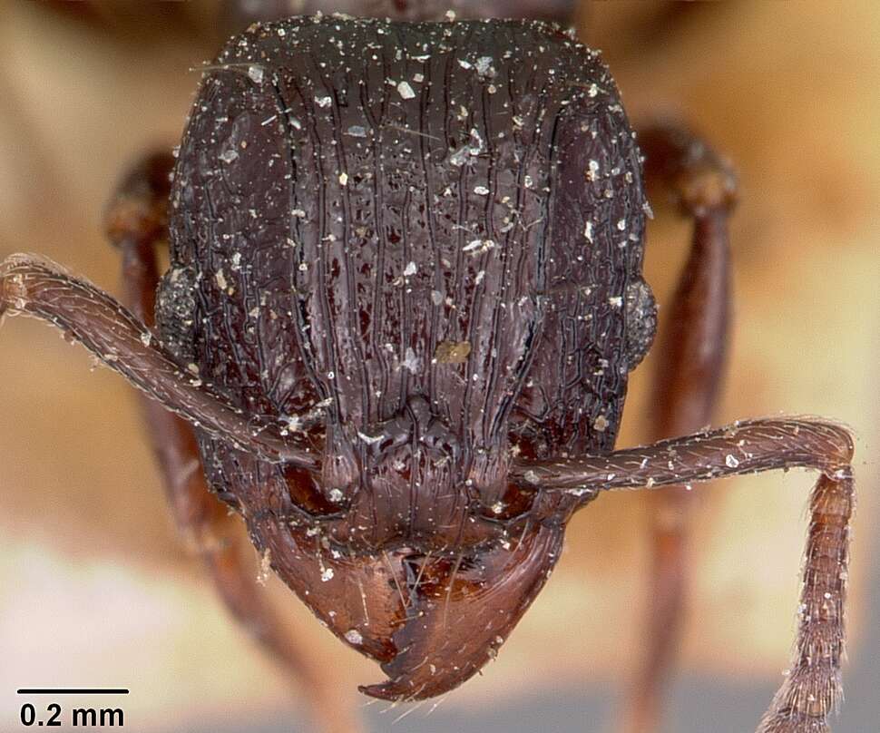 Image of Tetramorium severini (Emery 1895)