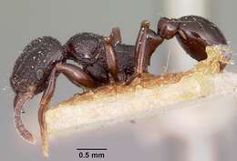 Image of Tetramorium severini (Emery 1895)