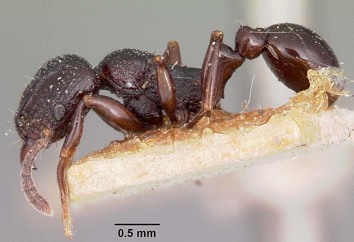 Image of Tetramorium severini (Emery 1895)