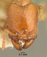 Image of <i>Carebara nosindambo</i>