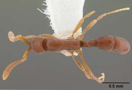 Imagem de Probolomyrmex guineensis Taylor 1965