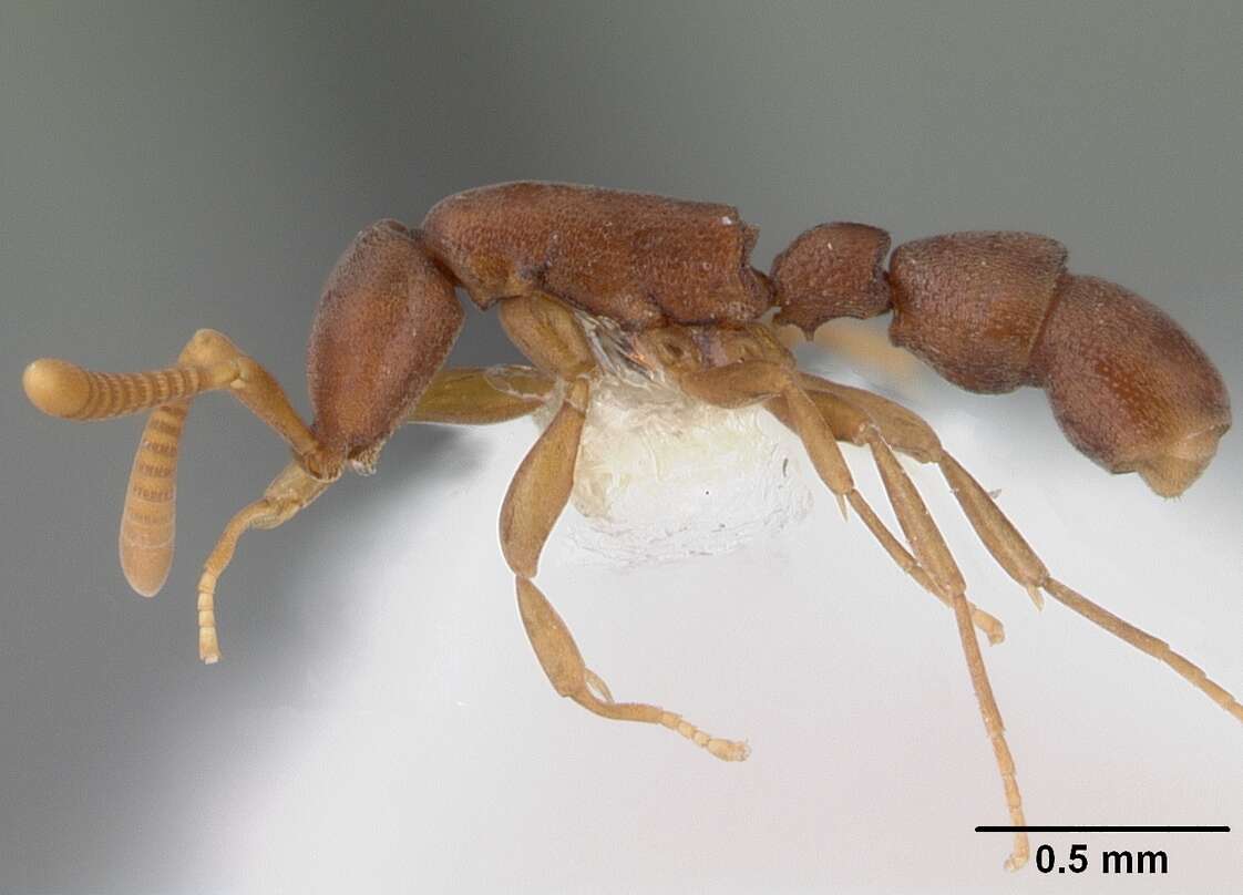 Imagem de Probolomyrmex guineensis Taylor 1965