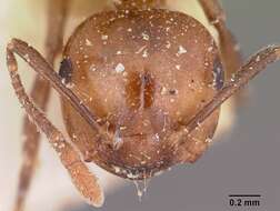 Crematogaster agnetis Forel 1892 resmi