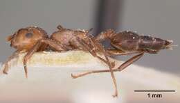 Crematogaster agnetis Forel 1892 resmi