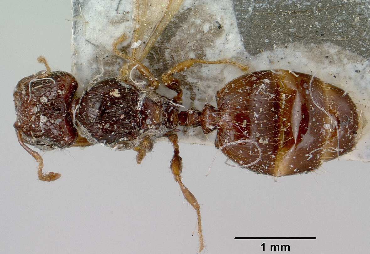 Image of Pheidole braueri Forel 1897