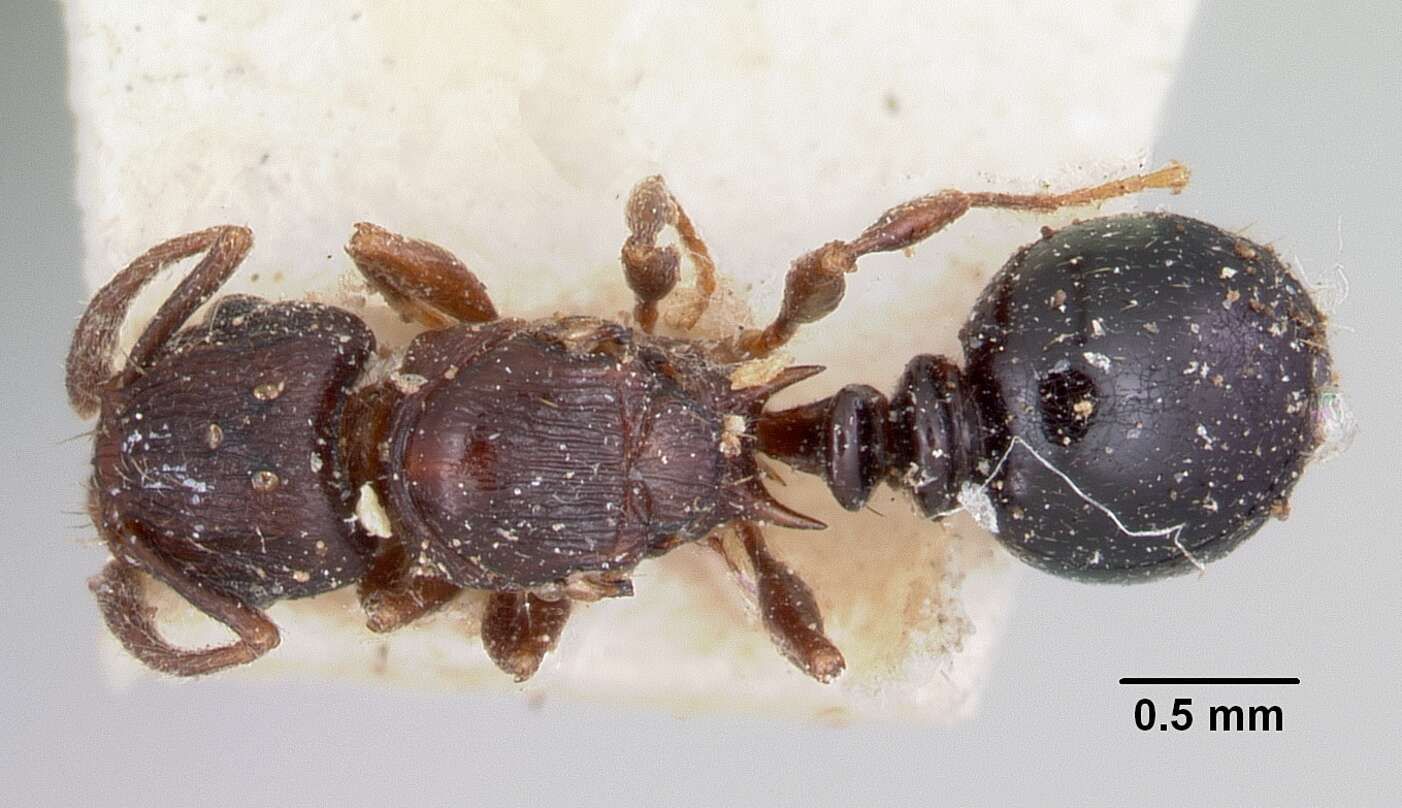 Image of Tetramorium humbloti Forel 1891