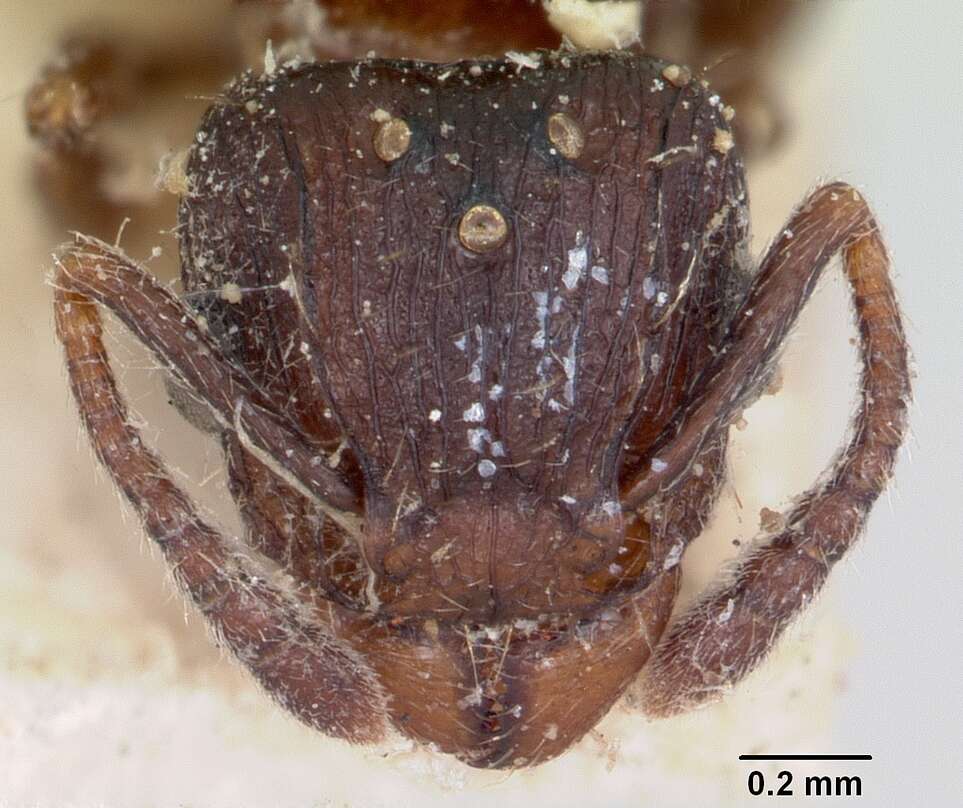 Image of Tetramorium humbloti Forel 1891