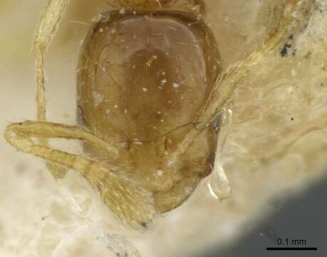 Image of Monomorium exiguum Forel 1894