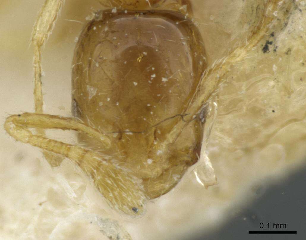 Monomorium exiguum Forel 1894 resmi