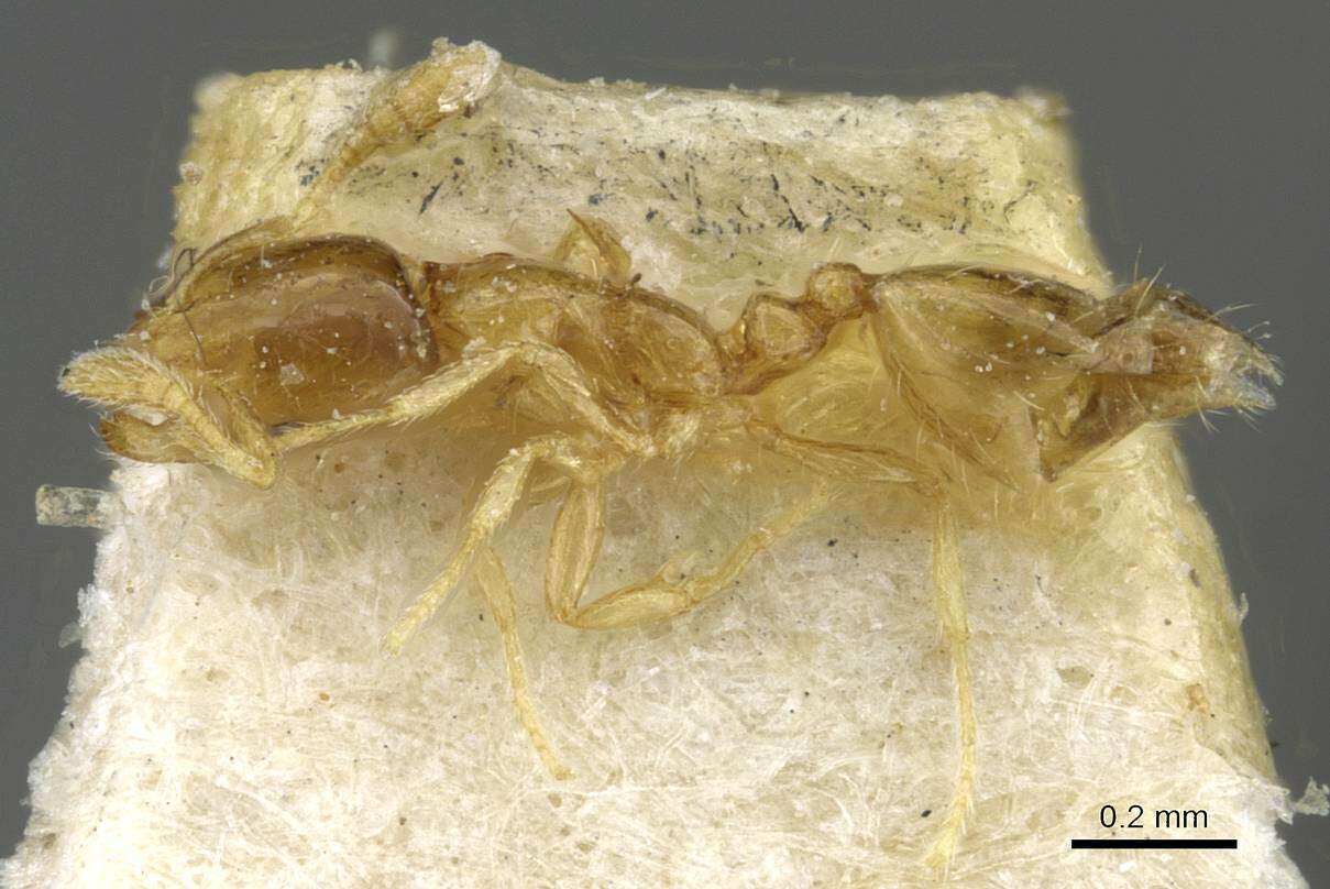 Monomorium exiguum Forel 1894 resmi