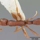 Imagem de Probolomyrmex boliviensis Mann 1923