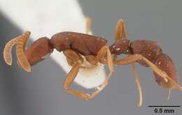 Image of Probolomyrmex