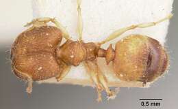 Image of Pheidole jonas Forel 1907