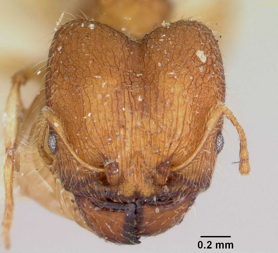 Image of Pheidole jonas Forel 1907