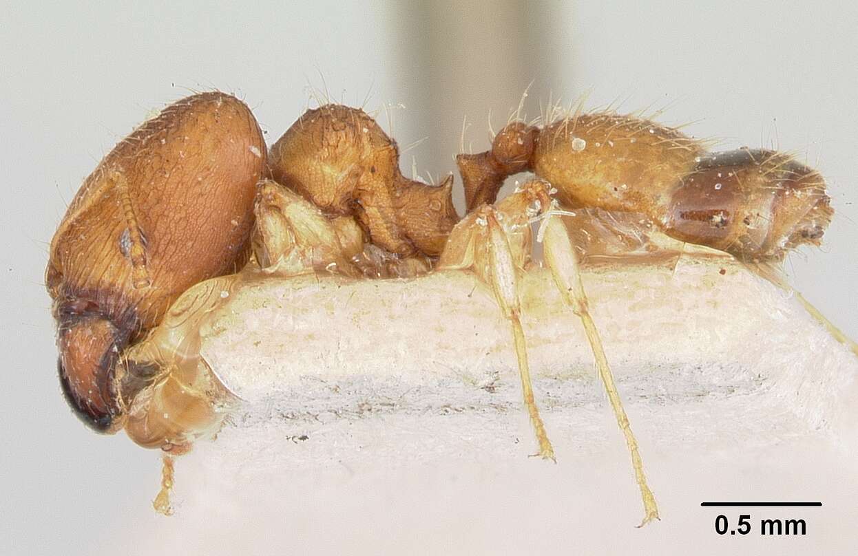 Image of Pheidole jonas Forel 1907