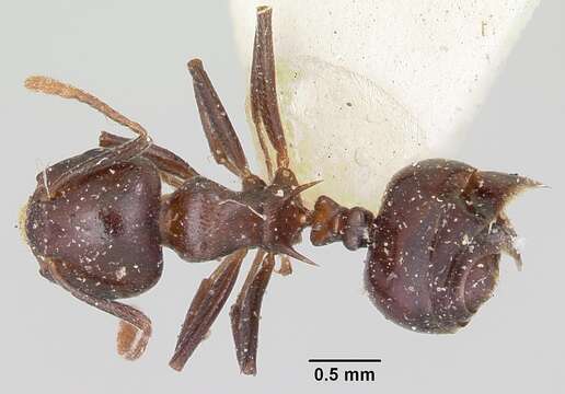 Image of Crematogaster hova Forel 1887