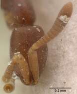 Imagem de Probolomyrmex guineensis Taylor 1965