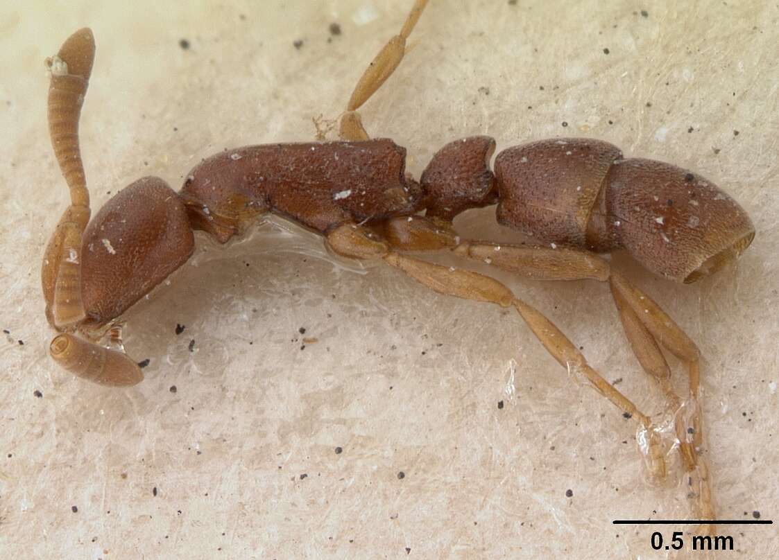 Imagem de Probolomyrmex guineensis Taylor 1965