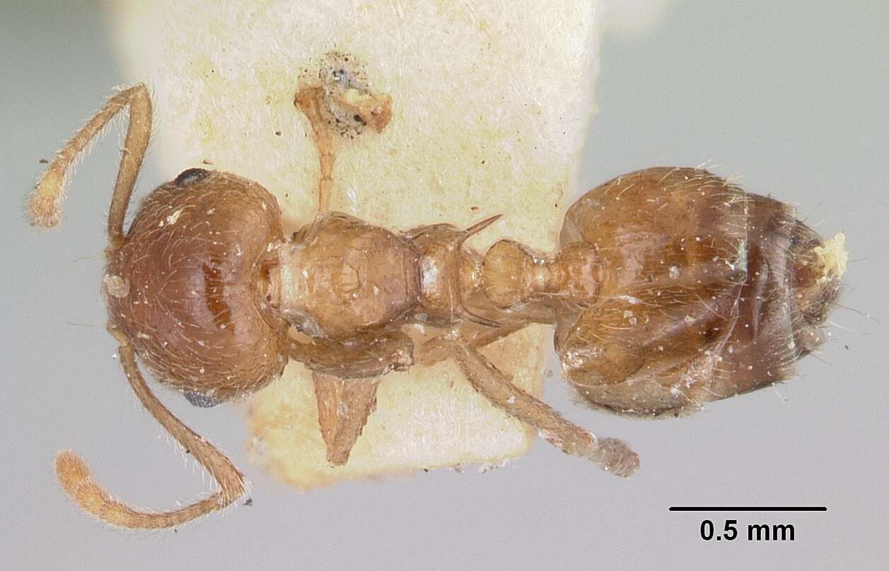 Crematogaster kelleri Forel 1891 resmi