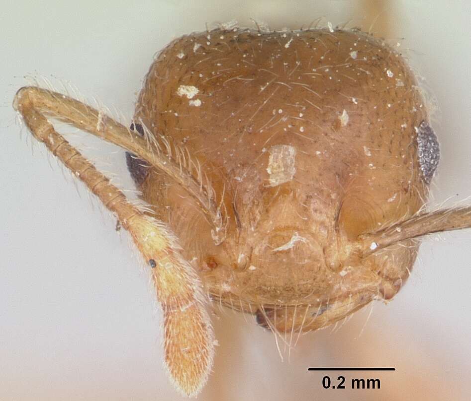 Crematogaster kelleri Forel 1891 resmi